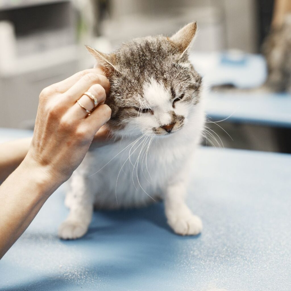 Aldgate Vet Clinic - Cat getting ears cleaned