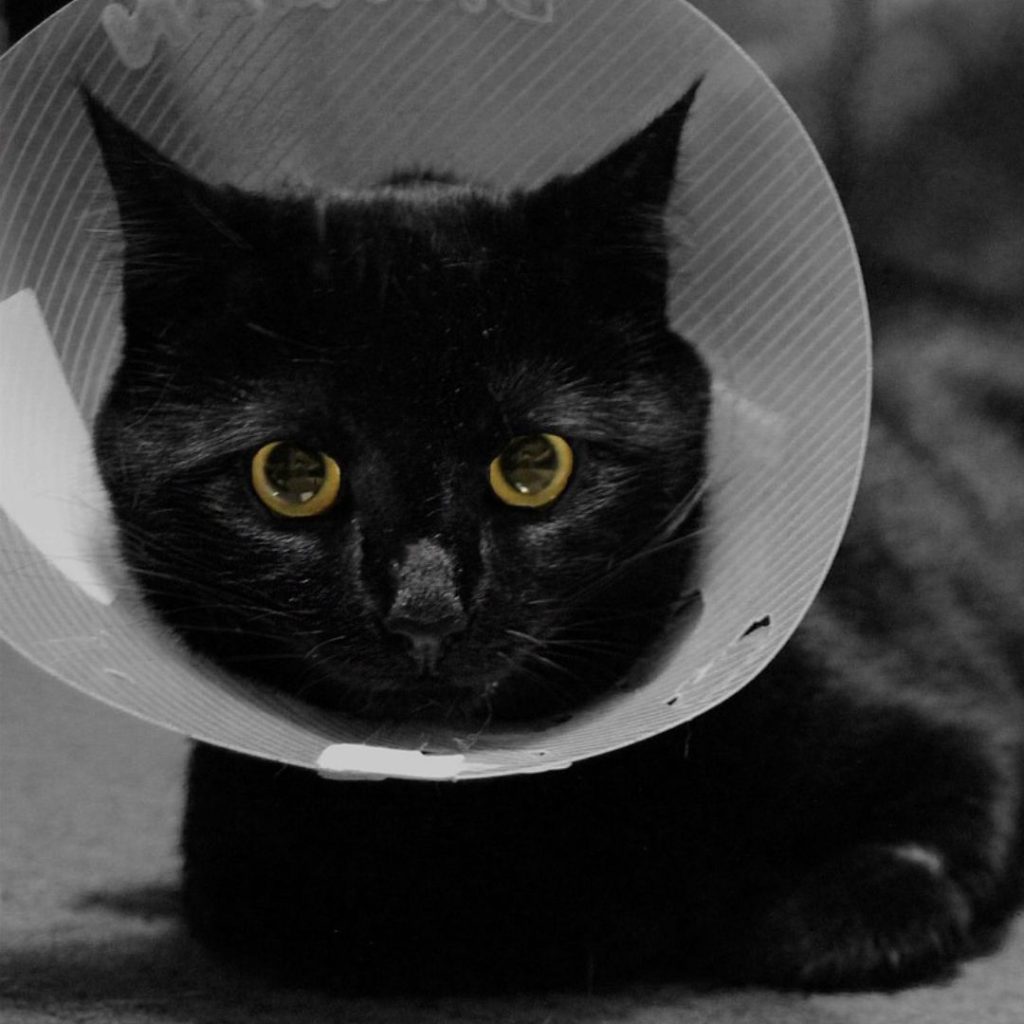 Aldgate Vet Clinic - Cat wearing E Collar/ Cone